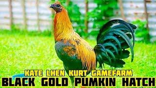 Black Gold Pumkin Hatch - Kate Lhen Kurt Gamefarm - ED Jaraba - Sorsogon Philippines