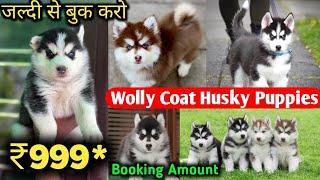 Cheapest Price Siberian Husky Puppies For Sale in Delhi NCR | Wolly Coat Husky | Delivery Available