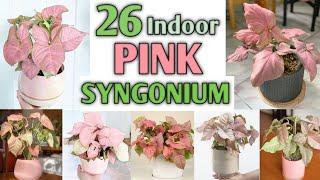 26 Indoor Pink Syngonium Varieties | Arrowhead Vine Varieties | Plant and Planting