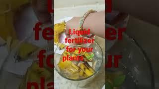 banana peel liquid fertilizer you can use after 24 hours#shorts#plss  do comment and subscribe