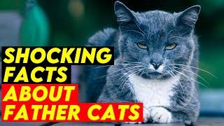 10 Shocking Facts About Father Cats