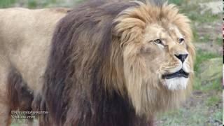 Berberlöwen / Barbary Lions - brüllen / (powerful) roaring (Panthera leo leo)