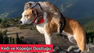 Kedi ve Köpeğin Dostluğu