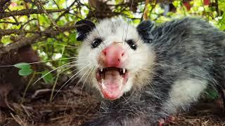 Top 7 Amazing Opossum Facts!!