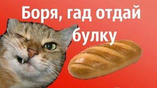 Боря,отдай булку! Супер песня про кота Борю.