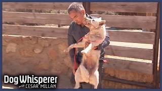 Stubborn Wild Dog Refuses To Be Domesticated | S4 Ep 2 | Dog Whisperer With Cesar Millan