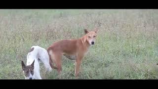 Awesome Smart Rural Dogs !! Dog Meeting for the Summer Season in Village, Very fast | Pets Life  #50