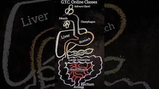 Digestive  system diagram easy #trending #science #shorts #short #digestivesystem