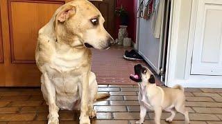 This DRAMA DOG takes being extra to a PRO level!   Funny Dog Videos 2025