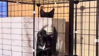 adopted kittens #youtubeshorts #catlover