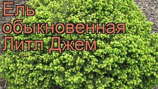 Ель обыкновенная Литл Джем (picea abies little gem)  обзор: как сажать, саженцы ели Литл Джем