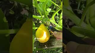 lemon squash is SO COOL #gardening #organicgardening #organic #gardentotable #harvest #squash