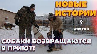 История спасения собак из Якутии. Приют для животных. Добрые поступки