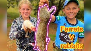 Ferreting Australia - How to catch rabbits with ferrets