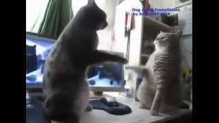 Dog & Cat Compilation (funny videos)