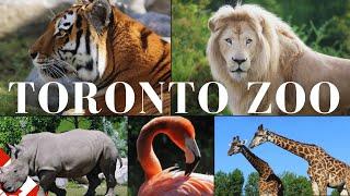 Rare Moments of Animals - Toronto Zoo