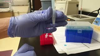 How to Isolate DNA Bands After Getting Double Bands with PCR? #Tutorial