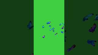 Hd butterfly no copyright green screen video//copyright free//youtube best video