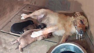 "Please save my puppies", the poisoned mother dog spend her last energy begging to save her babies