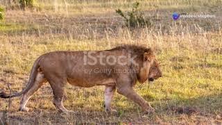  Brotherly Love: Lion Reunion in the Maasai Mara!