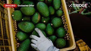 Import Top Quality Avocado from Mexico at Wholesale Price