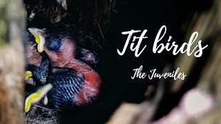 The juveniles: Cinereous Tit birds (අළු කිරිත්තා) | Birds in the garden