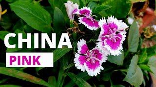 China pink plant | Dianthus a brief explanation