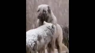 Kangal vs wolf    Can you explain this situation