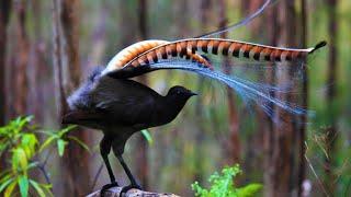 Amazing bird sounds from the Lyrebird  | The bird can copy the sound | The best song bird