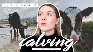 VET SCHOOL CALVING PLACEMENT - my first week, clinical cases & what I did!