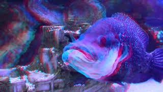 Big fish 3D anaglyph