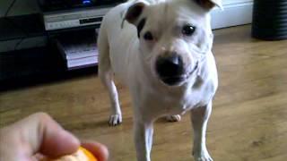 white dogs hate oranges