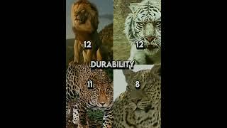 Lion vs tiger vs leopard vs jaguar edit#shorts