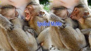 Try Not Laugh So Funny Funny Spoiled Girl Try To Steal Milk From Mama Malika With Spoiled MoMo