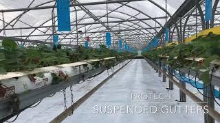 Suspended gutter strawberry tabletops