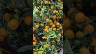 Mandarin.  #agro_arena #vesagro #semena #urugchilik #mandarin #agrobiznes