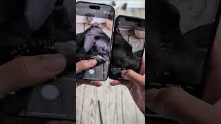 iPhone 11 Pro VS IPHONE 16 Pro Max Camera Zoom Test