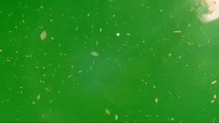 Motion Background - Falling Leaves Green Screen Effects - No Copyright Video