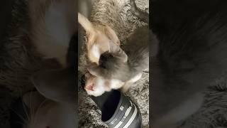 They going at it again!!! #youtubeshorts #shortvideo #shortsfeed #shorts #cat #funny #short #viral