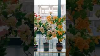 Hayrli oqshomlar #art #flowers #video #love #rain