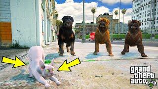 ÇİRKİN YAVRU KEDİ THOMAS SOKAK KÖPEKLERİYLE DÖVÜŞÜYOR! - GTA 5 BİR KEDİNİN HAYATI