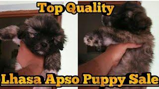 Lhasa Apso Puppy Available For Sale || Cute Puppy For Sale || Sahil Berwer ||