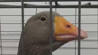 Taylor Swift - I Knew You Were a Goose