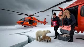 Heroic Baby Polar Bear Helps Injured Arctic Fox!