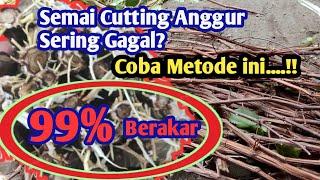 Inovasi Baru untuk Pemula: Cara Semai Cutting Anggur yang Efektif