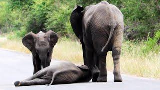Herd of Elephants Helps an Elephant Calf After Collapsing in the Road