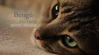 Kedi - Bengü