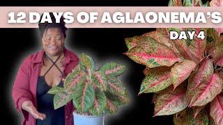 Day 4 of 12 Days of Aglaonemas: Aglaonema Prestige Pink + Quick Care Tips