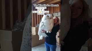  at this woman’s beautiful OWL  @WizeChoice #owl #birds #short#fyp #birdlover