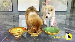 Funny Puppies Food Review  Petify TV Dogs Series 39  Puppies Food Review Channel Videos